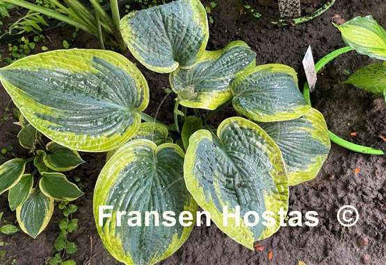 Hosta Merlin